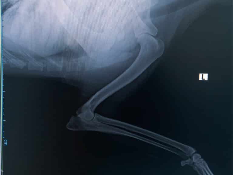 clinica-veterinaria-napoli-radiografia